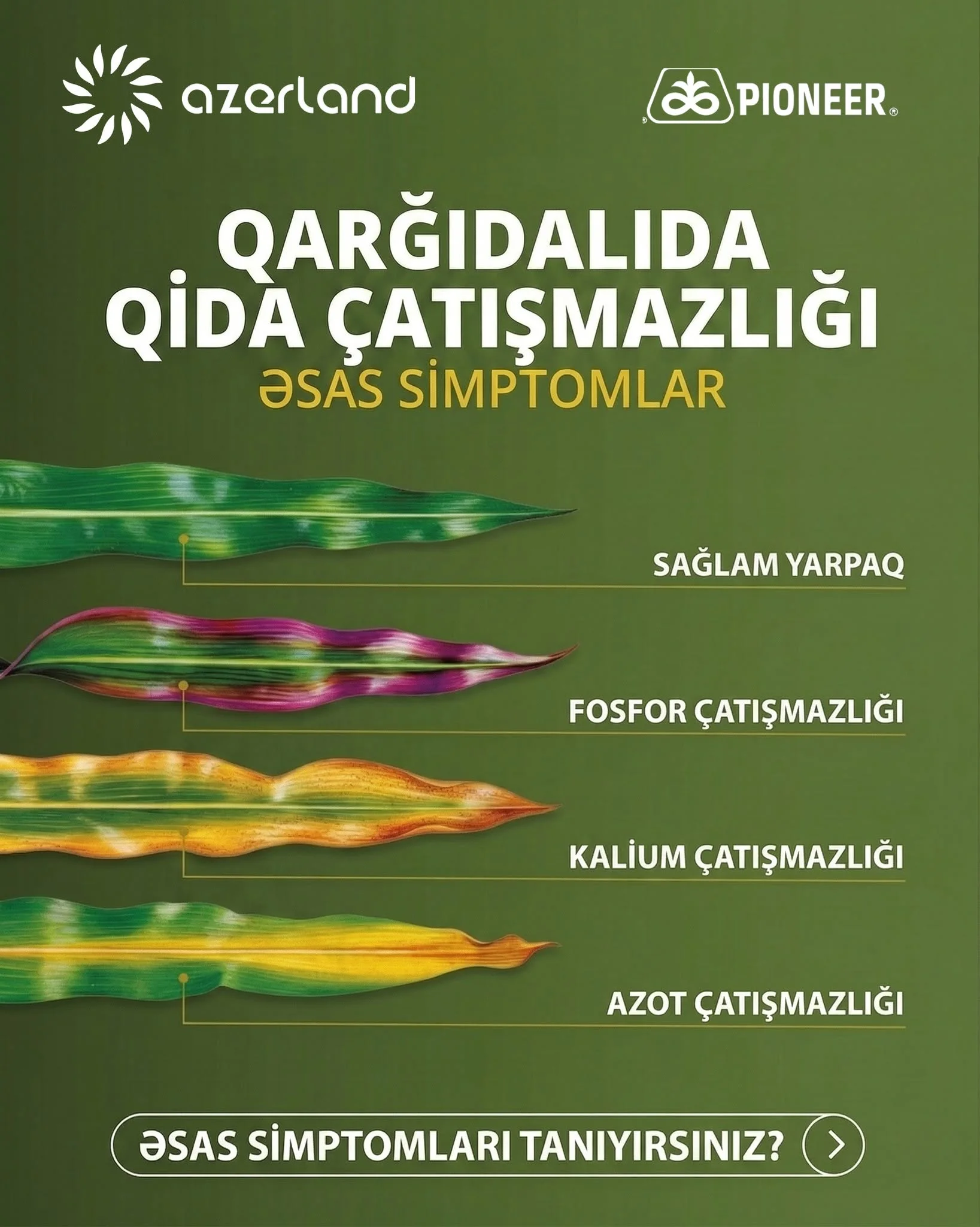 Qarğıdalı yarpaqlarında azot, fosfor və kalium çatışmazlığı simptomları