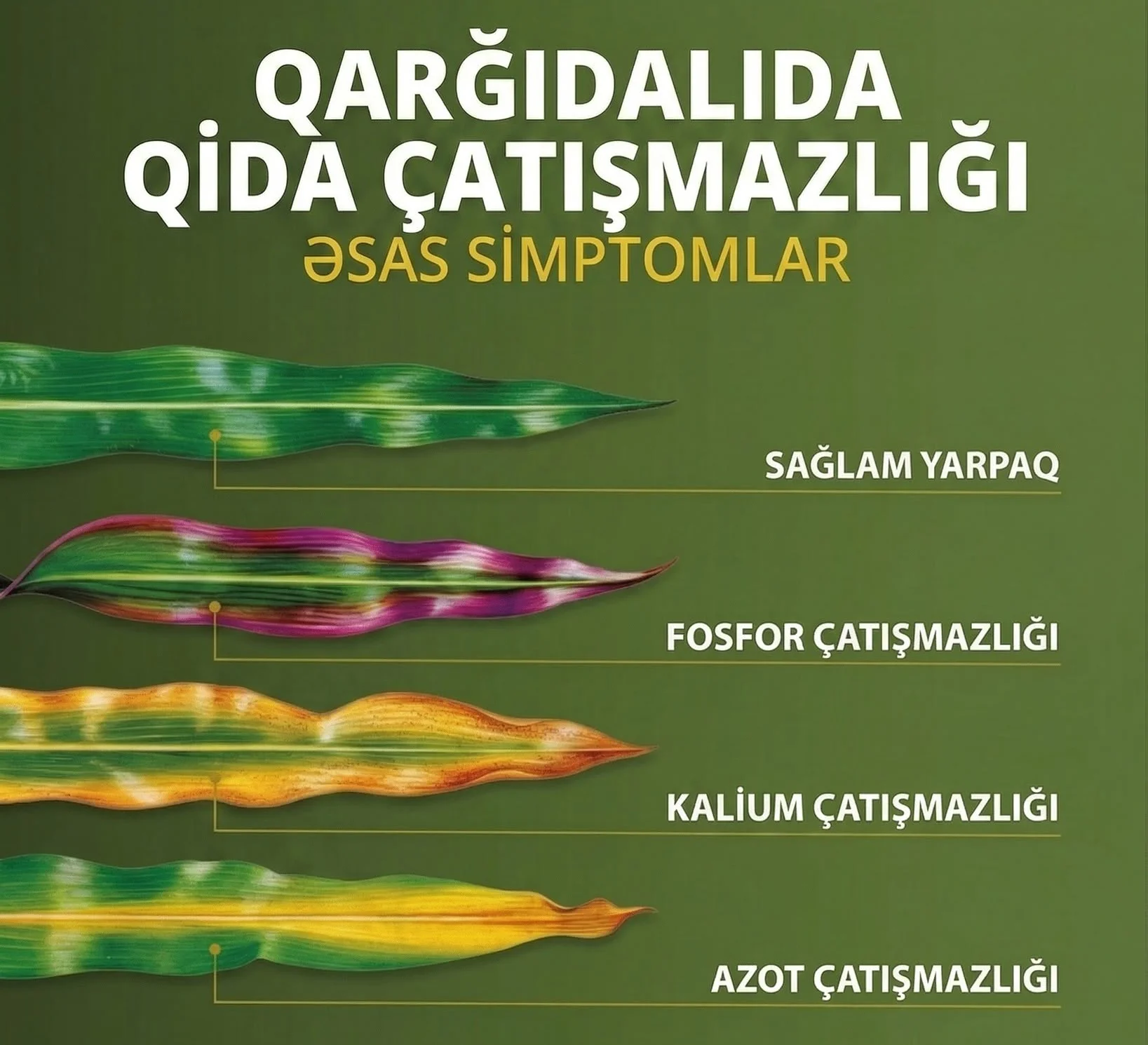 Qarğıdalı yarpaqlarında azot, fosfor və kalium çatışmazlığı simptomları