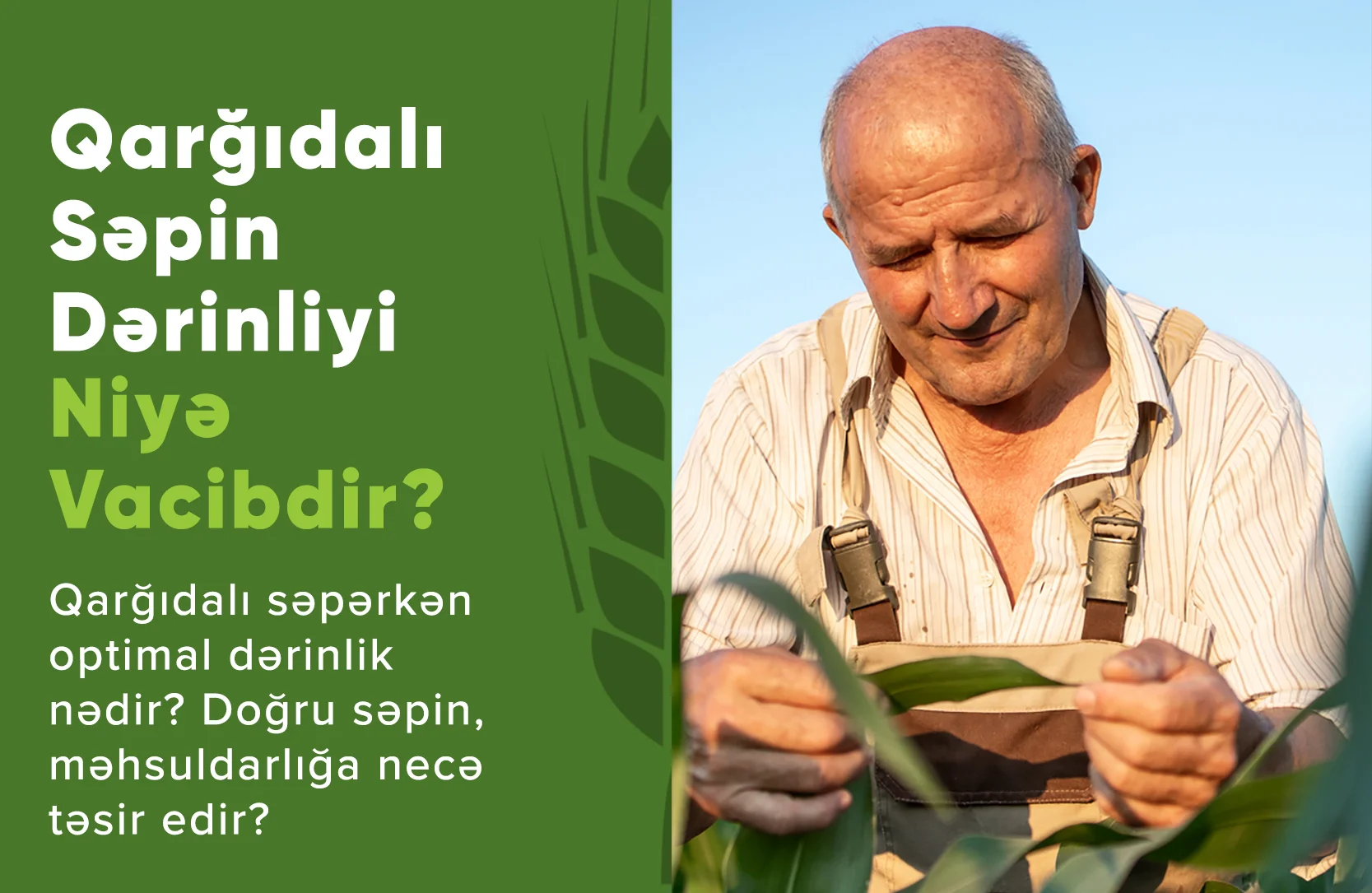 Qarğıdalı toxumlarının 5 sm dərinliyə səpilməsi və düzgün cücərmə prosesi
